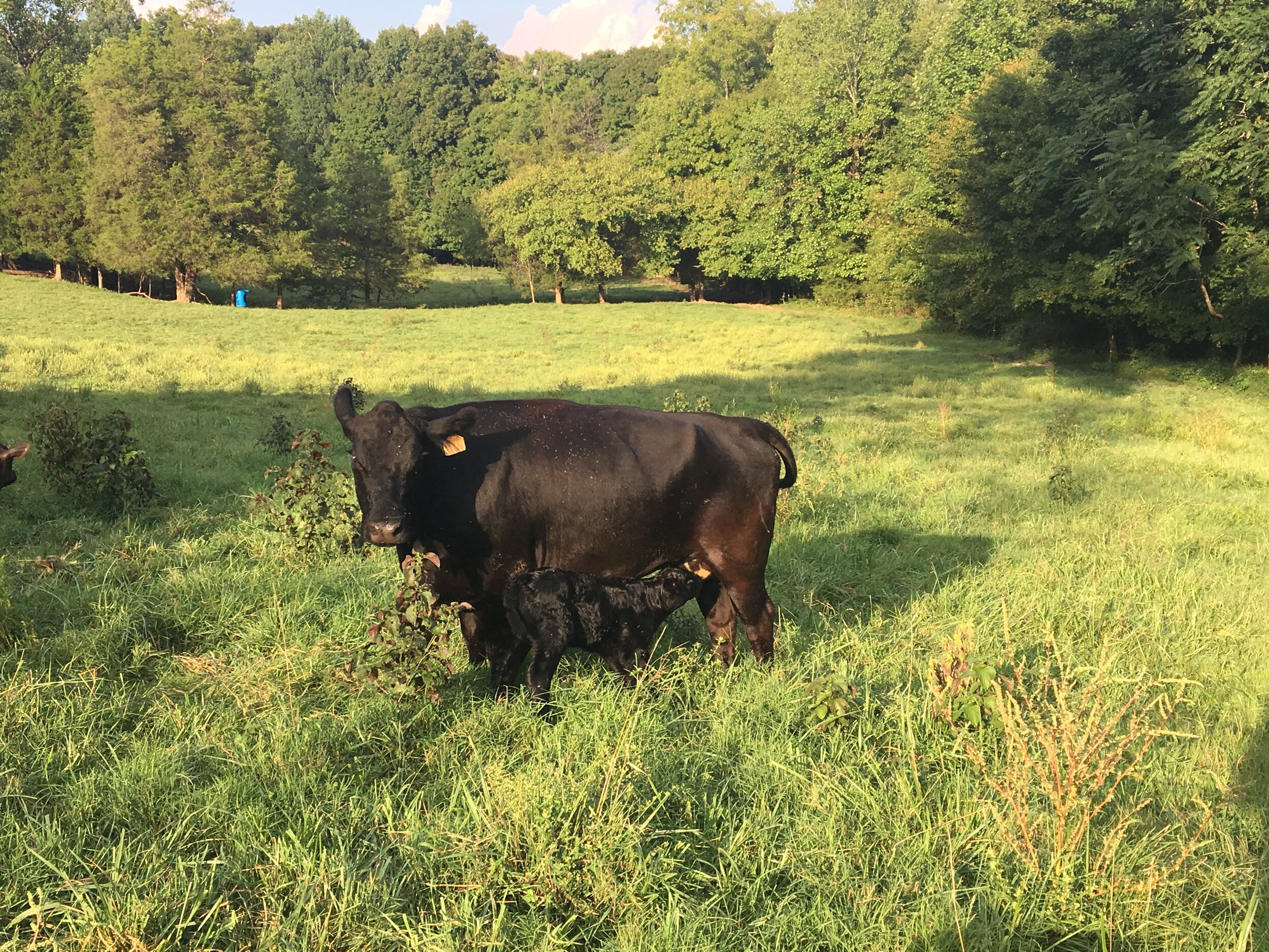 Black cow nursing her calf in a lush green pasture surrounded by trees, highlighting a serene rural farming scene.